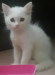 Pure Persian male white kitten for sale